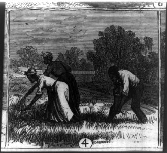 African American workers on Cape Fear River rice plantation, N.C. Weeding LCCN2007677023 photo
