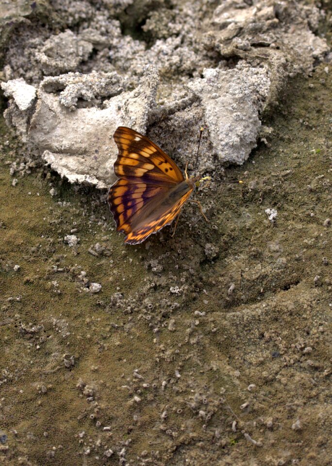 Insecta wings coloring