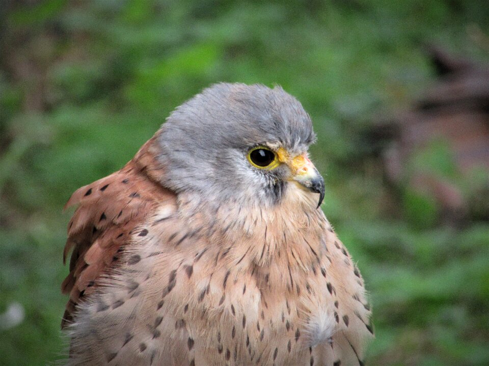 Falcon young animal raptor