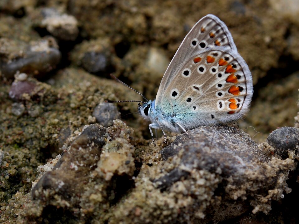 Insecta wings coloring