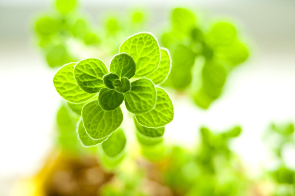 Plants tabitha mini potted