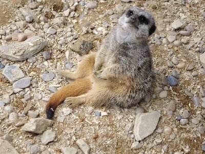 Mammal wildlife desert