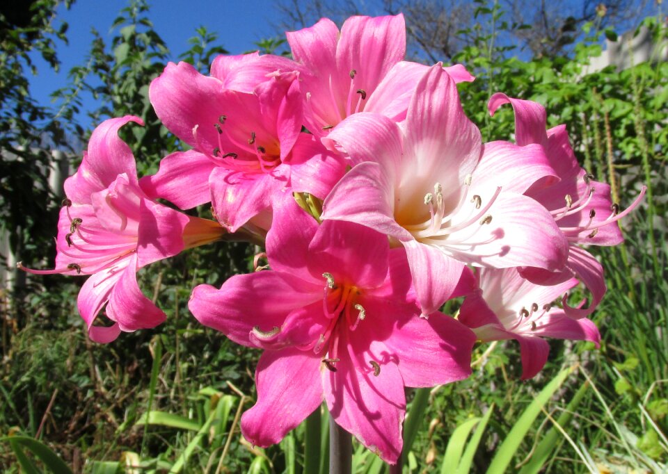 Plant nature flora