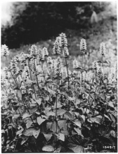 Agastache Occidentalis, Bohemia Area, Umpqua, Oregon, 1920 - NARA - 299125
