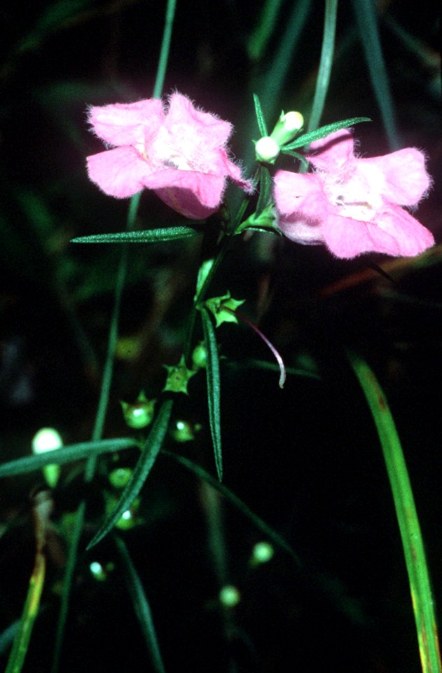 Agalinis purpurea NRCS