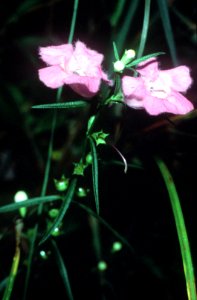 Agalinis purpurea NRCS