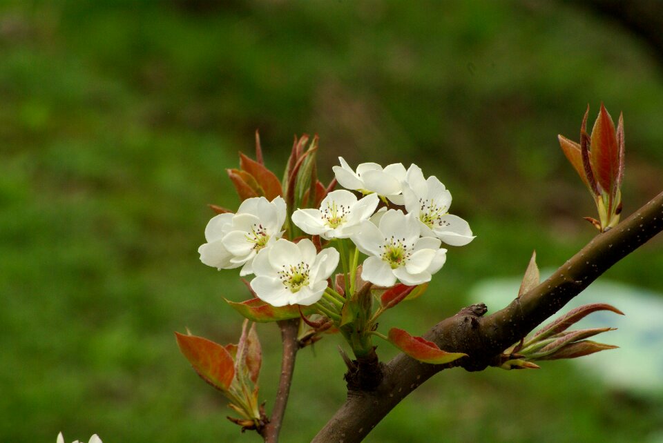 Plants outdoors pear flower