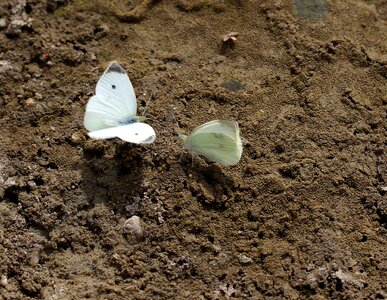 Insecta sand wings photo