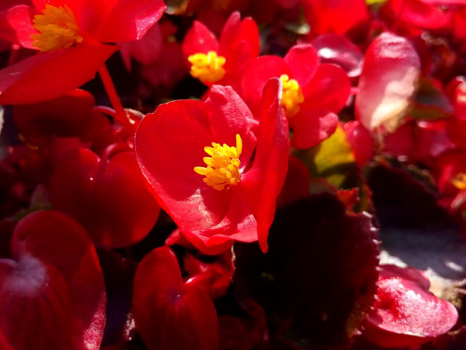 Flower begonia flower bed