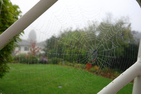 Fog close up web