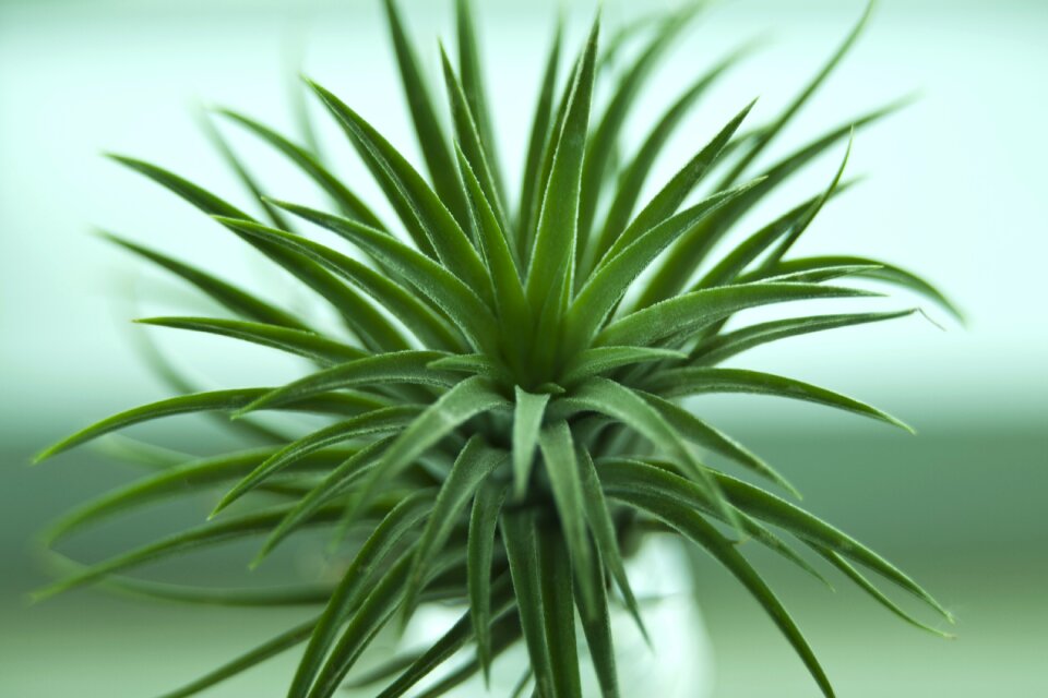 Plants tabitha mini potted
