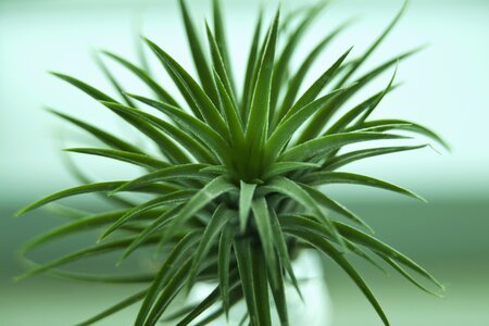 Plants tabitha mini potted