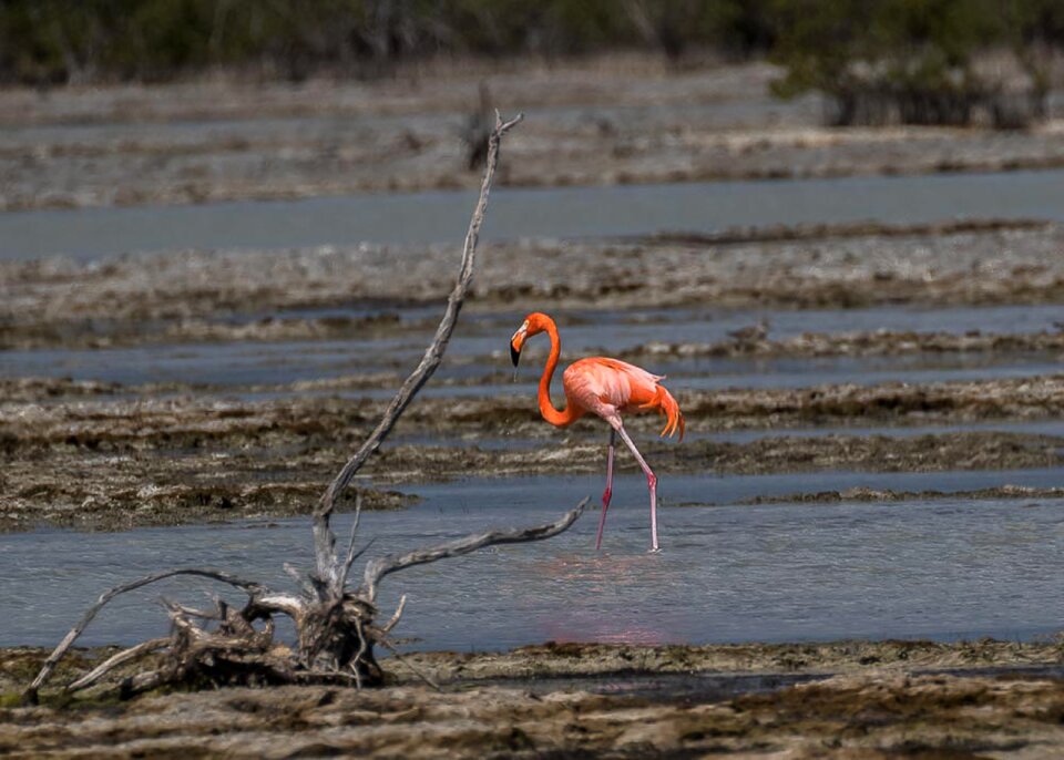 Lake nature flamingo