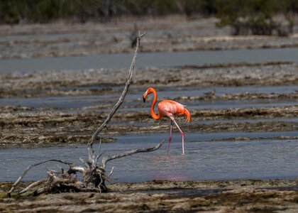 Lake nature flamingo