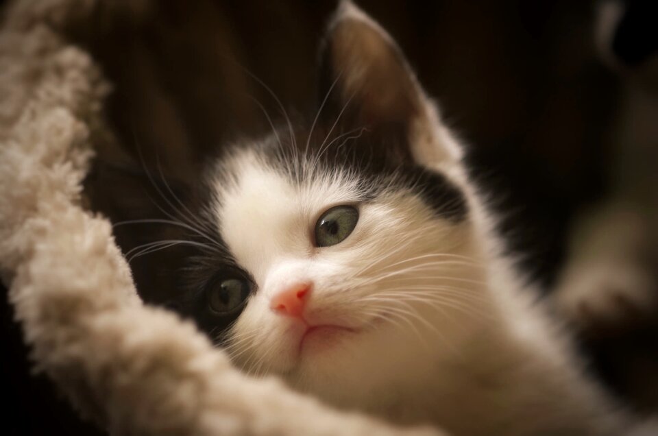 Mammal cat kitten