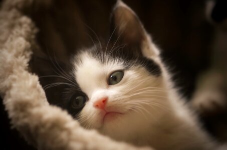 Mammal cat kitten photo