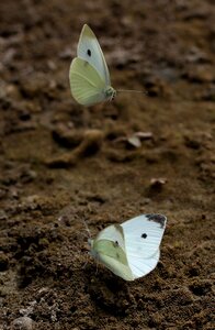 Insecta sand wings photo