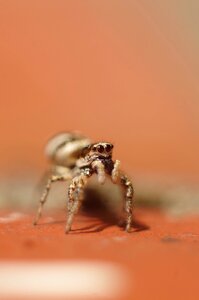 Animal spider jumping spider