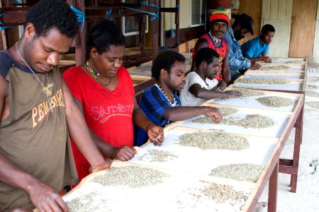 Agribusiness Project Papua - Coffee Cooperative (5510821649) photo