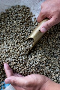 Agribusiness Project - Coffee beans (4874206185) photo