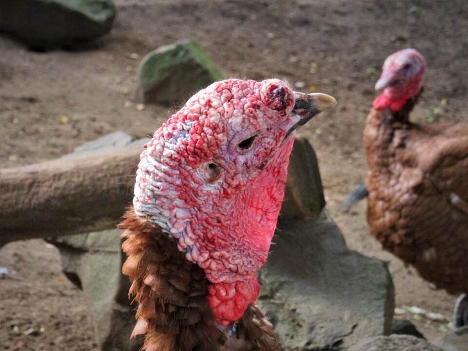 Species bill poultry