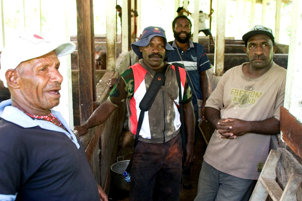 Agribusiness Project Papua - Swine Farming (5510805749)