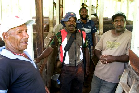 Agribusiness Project Papua - Swine Farming (5510805749) photo