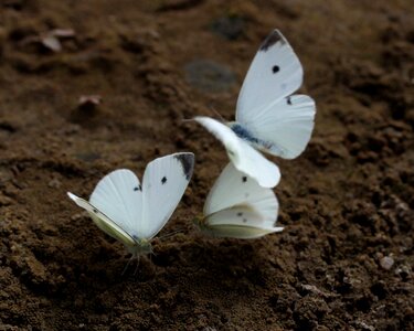 Insecta sand wings photo