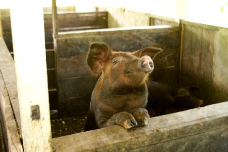 Agribusiness Project Papua - Swine Farming (5510805527) photo