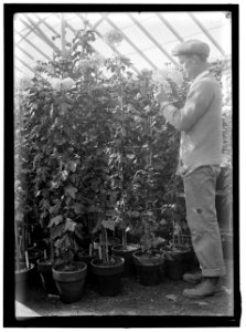 AGRICULTURE DEPARTMENT. 'JESSIE WILSON' CHRYSANTHEMUM. MARTIN GRANER, GARDENER LCCN2016865012