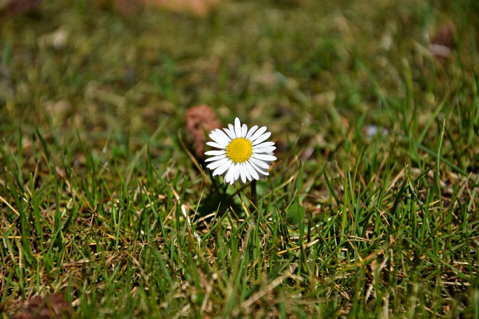 Summer meadow daisy