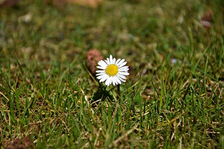 Summer meadow daisy