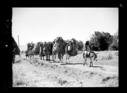 Agriculture, etc. A harvest caravan of camels. Leader mounted on a little ass before the string of camels LOC matpc.15638