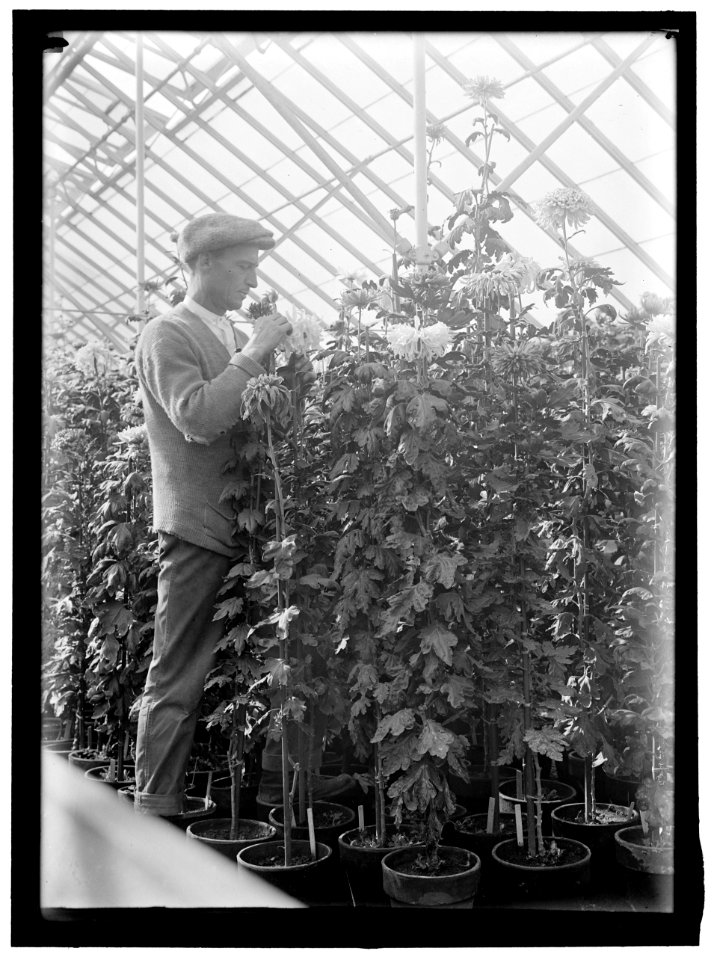 AGRICULTURE DEPARTMENT. 'JESSIE WILSON' CHRYSANTHEMUM. MARTIN GRANER, GARDENER LCCN2016865014