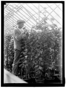 AGRICULTURE DEPARTMENT. 'JESSIE WILSON' CHRYSANTHEMUM. MARTIN GRANER, GARDENER LCCN2016865014