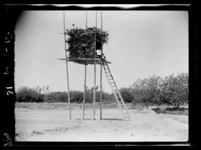 Agriculture, etc. A stilted watch-tower near Damascus. A leafy bower on high poles reached by a ladder LOC matpc.15635