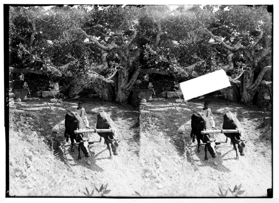 Agriculture, etc. Drawing water by camel and cow power. Yoke of cattle raising water from deep well LOC matpc.02975