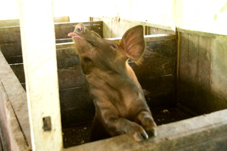Agribusiness Project Papua - Swine Farming (5510805079) photo