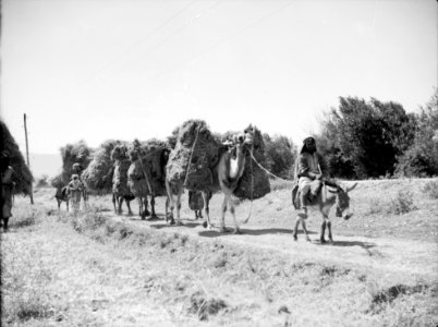 Agriculture, etc. A harvest caravan of camels. Leader mounted on a little ass before the string of camels LOC matpc.15638