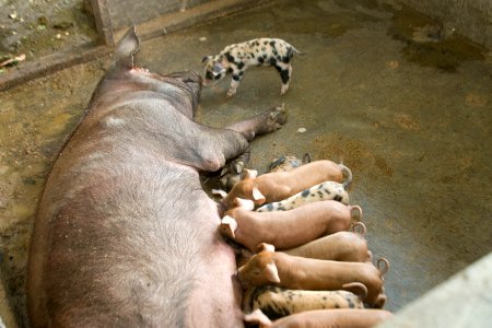Agribusiness Project Papua - Swine Farming (5511402882) photo