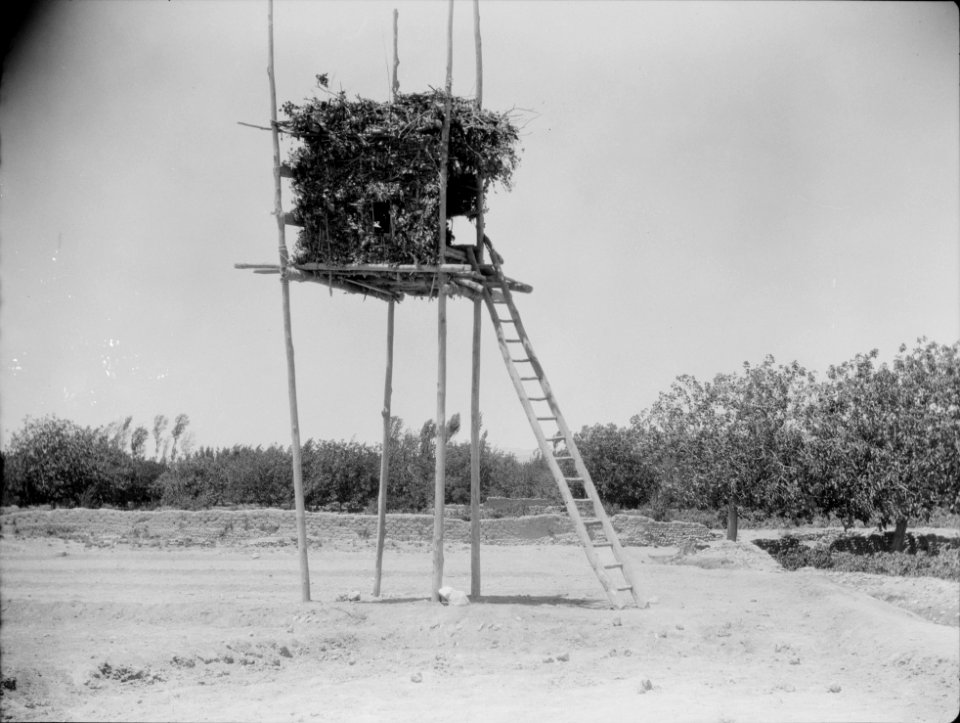 Agriculture, etc. A stilted watch-tower near Damascus. A leafy bower on high poles reached by a ladder LOC matpc.15635