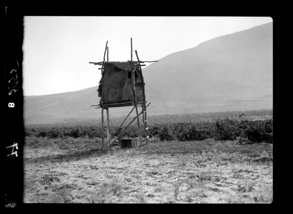 Agriculture, etc. A watch-tower on stilts. A vineyard at the foot of Mt. Tabor LOC matpc.15634