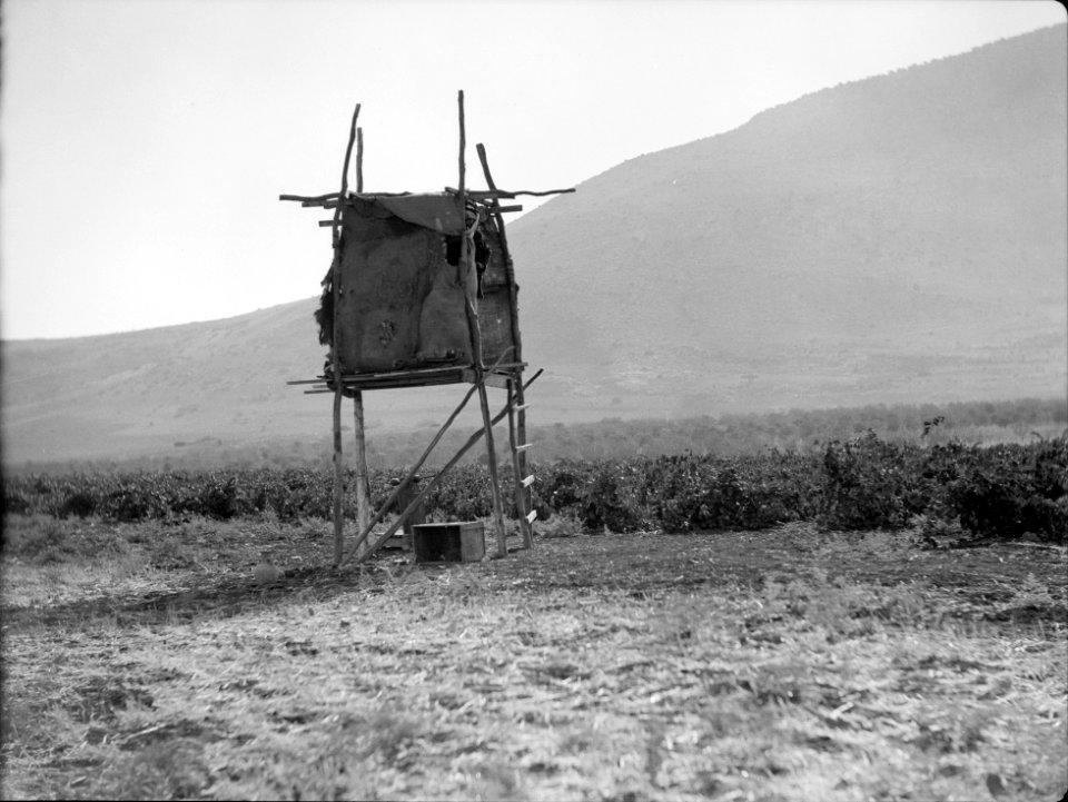 Agriculture, etc. A watch-tower on stilts. A vineyard at the foot of Mt. Tabor LOC matpc.15634