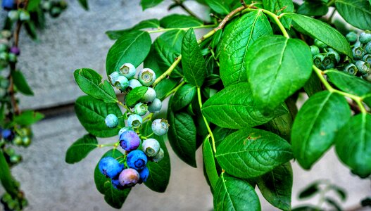 Blueberry plant italy