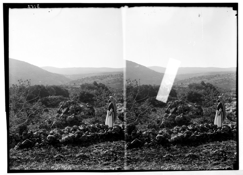 Agriculture, etc. Hill country of Ephraim. Olive groves and fig orchards near Taibeh (i.e., Taybeh) LOC matpc.02969