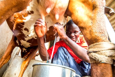 Agriculture in Zimbabwe (36938577392)