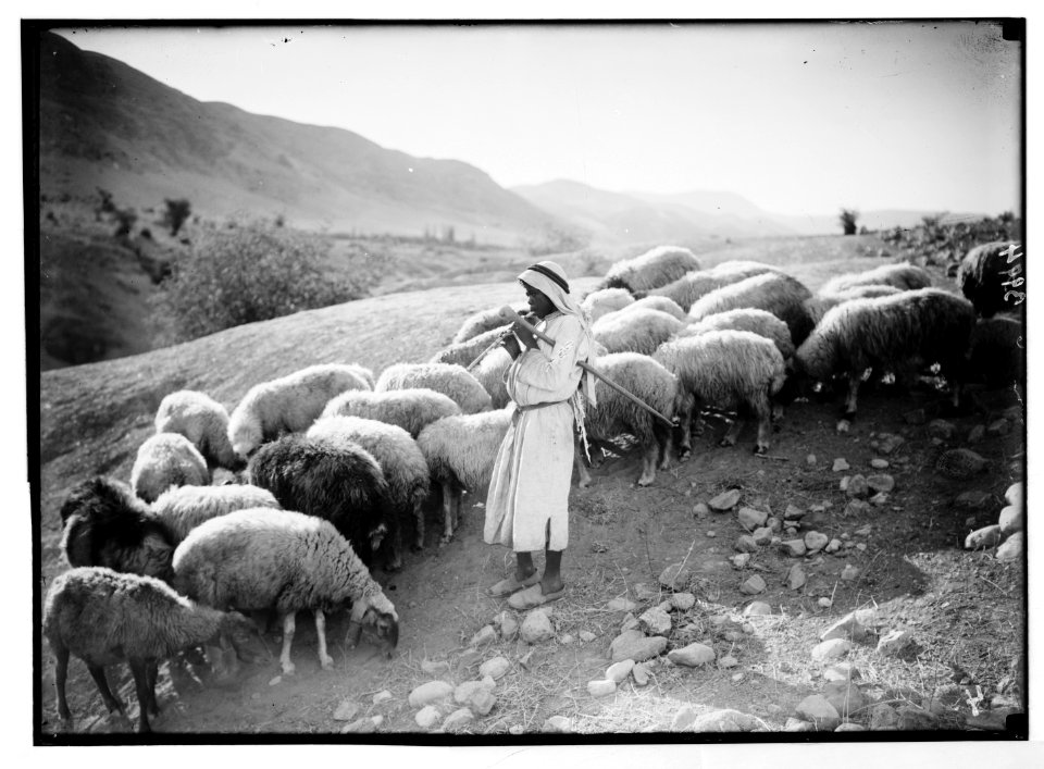 Agriculture, etc. Shepherd scenes. Pastoral scene in the Jordan valley. Shepherd boy playing to his sheep LOC matpc.02981