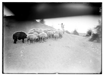 Agriculture, etc. Shepherd scenes. Shepherd boy leading his flock. Bedouin boy of the Jericho plain LOC matpc.02980