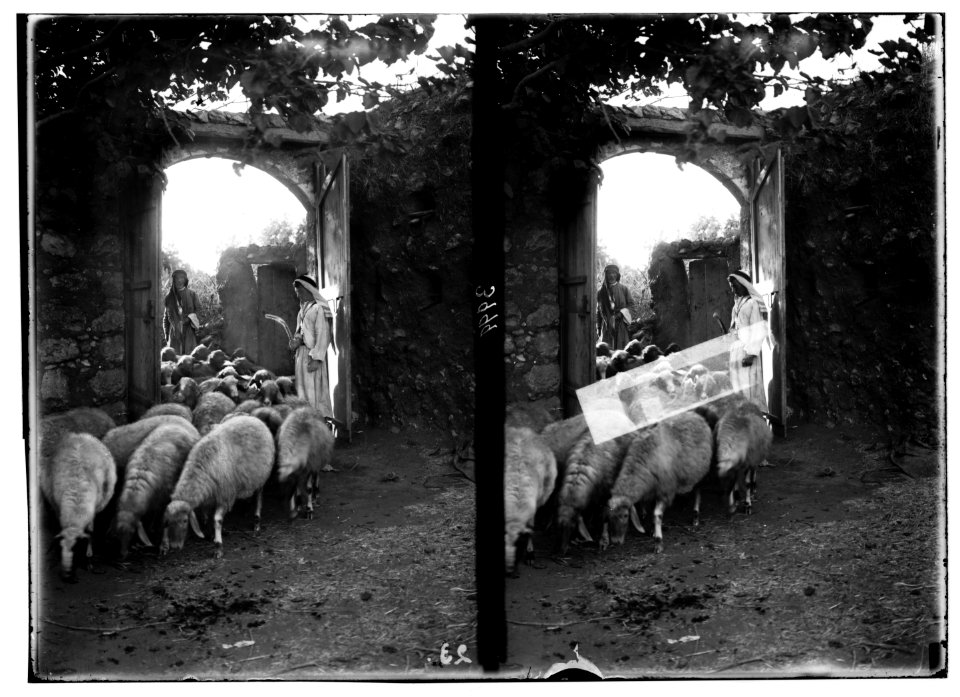 Agriculture, etc. Shepherd scenes. 'Passing under the Rod.' Ezek. 20-37. Sheep counted by shepherd while entering the sheep-cote LOC matpc.02986