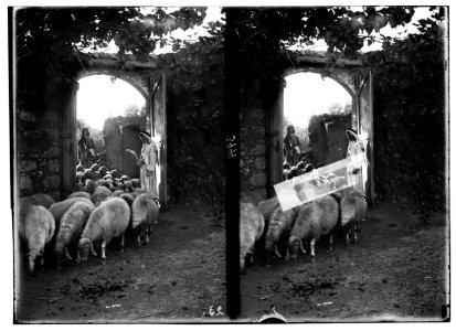 Agriculture, etc. Shepherd scenes. 'Passing under the Rod.' Ezek. 20-37. Sheep counted by shepherd while entering the sheep-cote LOC matpc.02986